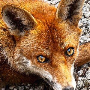 Mr Fox_enhanced eyes-11.jpg