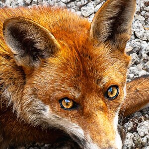 Mr Fox_enhanced eyes-9.jpg