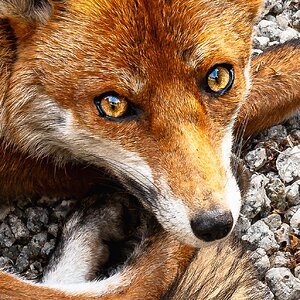 Mr Fox_enhanced eyes-15.jpg