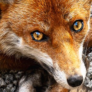 Mr Fox_enhanced eyes-16.jpg