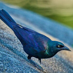 Common Grackle - Brandywine 06252023 - 01- DN.jpg