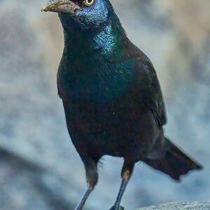 Common Grackle - Brandywine 06252023 - 02- DN.jpg