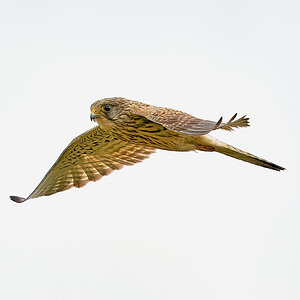 kestrel 2023 387.jpg