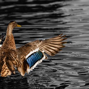 goose_bw_water-2.jpg