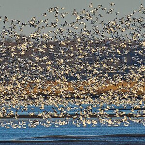 Snow Geese - BBH NWR - 12262021 - 01.jpg