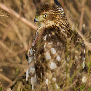 Red Tailed Hawk - BBH NWR - 12262021 - 03.jpg