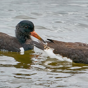 oyster catcher 2023 4.jpg