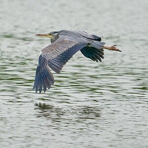 heron 2023 43.jpg