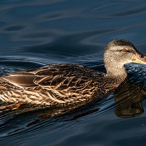 duck_swimming-2.jpg