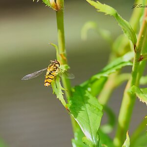 hoverfly 2023.jpg