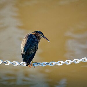 Green Heron Just Hanging Out.jpeg