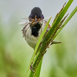 reed bunting 2023 22.jpg