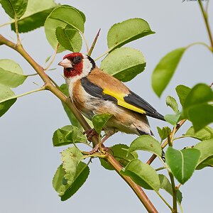 goldfinch 2023 1.jpg