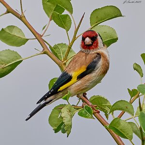 goldfinch 2023 2.jpg