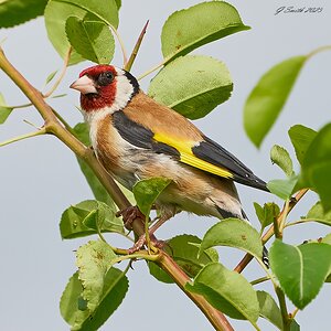 goldfinch 2023.jpg