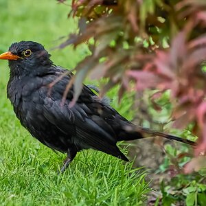 blackbird 2023 2.jpg
