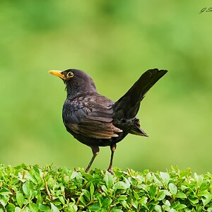 blackbird 2023.jpg