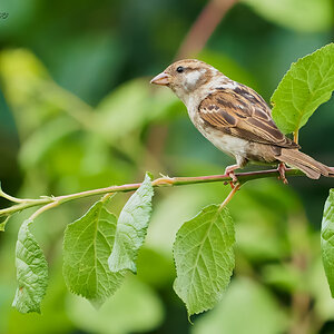 sparrow 2023 4.jpg
