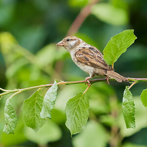 sparrow 2023 5.jpg