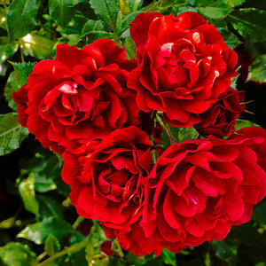 red flowers-2.jpg