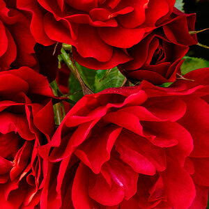 red flowers-4.jpg