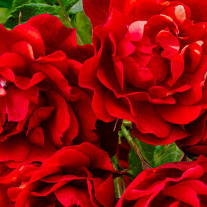 red-flowers-7.jpg