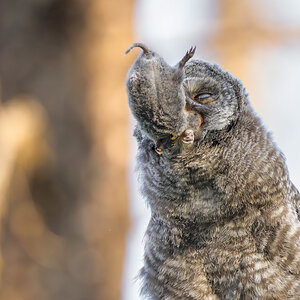 Great Gray Owl_RP25784-Enhanced-NR.jpg