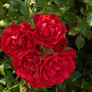 red-flowers_unedited-1.jpg