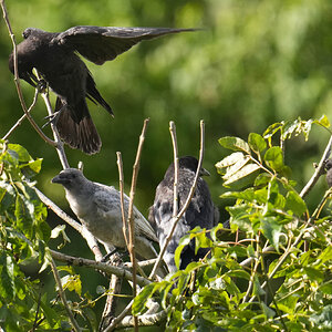 Crow-DSC00063.jpg