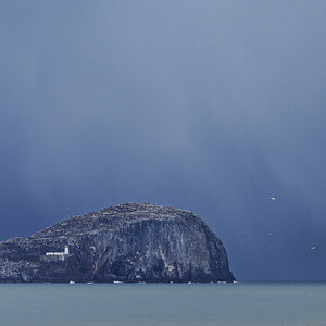 Bass Rock Ganets.jpg