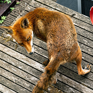 fox_table-2.jpg
