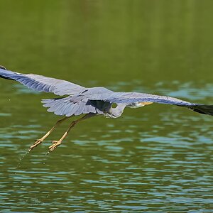 heron 2023 54.jpg