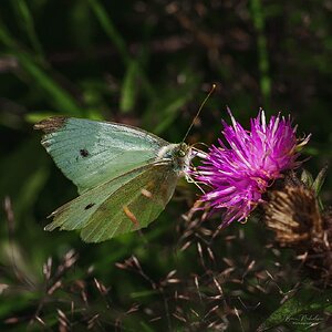 Large White