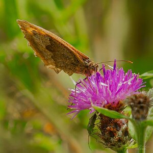 Meadow Brown