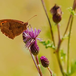 Meadow Brown