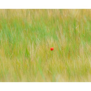 Poppy in a field.