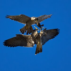 Peregrine Falcon - Wilmington - 07302023 - 17 1- DN.jpg