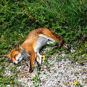 sleeping fox-1.jpg