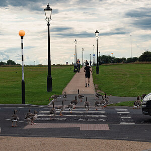 geese_crossing-3.jpg