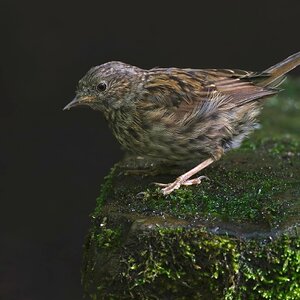 Young Dunnock.jpg