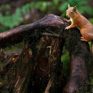 Red on Wood.jpg