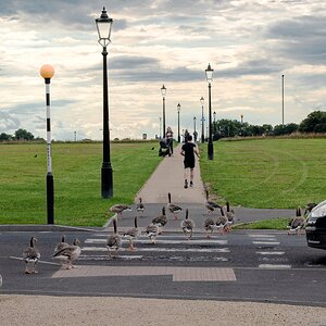 geese_crossing_ps-4.jpg