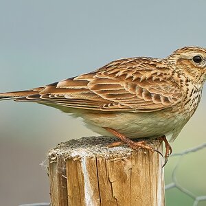 skylark 2023 (4).jpg