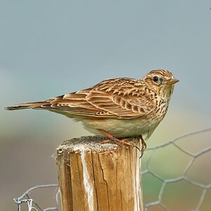 skylark 2023 16.jpg