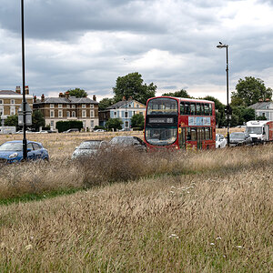 goose_traffic_jam-2.jpg