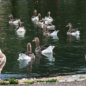 geese-1.jpg
