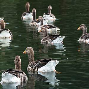 geese-2.jpg