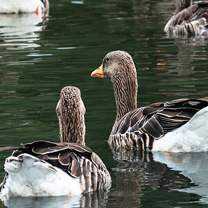 geese-4.jpg