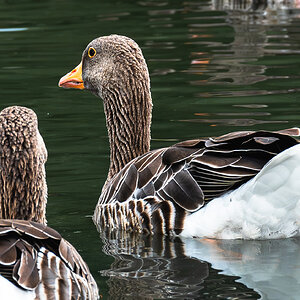 geese-6.jpg