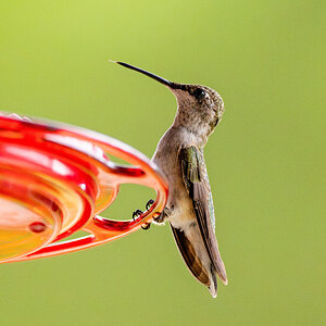 Hummingbird